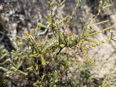 Melaleuca gibbosa, photograph (c) grampianshiker, some rights reserved (CC BY)