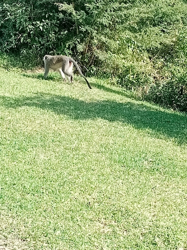 Vervet Monkey