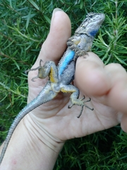Sceloporus occidentalis