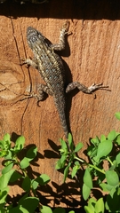Sceloporus occidentalis