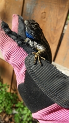 Sceloporus occidentalis