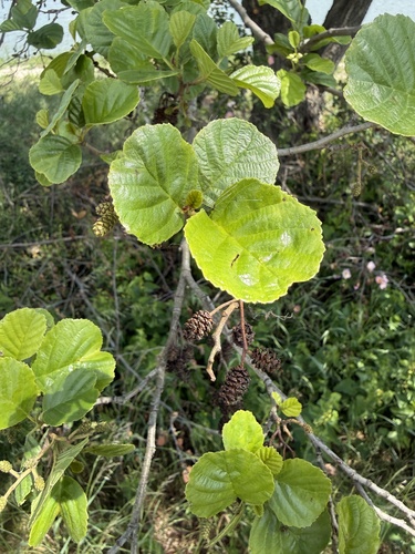 common alder
