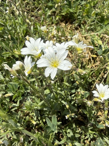 field chickweed