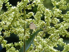 Electrostrymon endymion