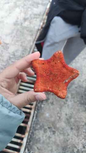 Étoile-biscuit