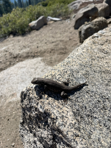 iNaturalist observation photo of Common Sagebrush Lizard