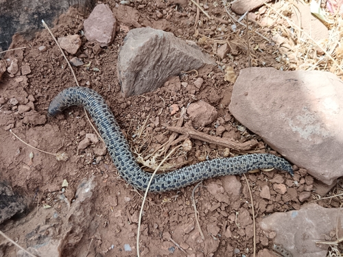 Checkerboard Worm Lizard (Western)