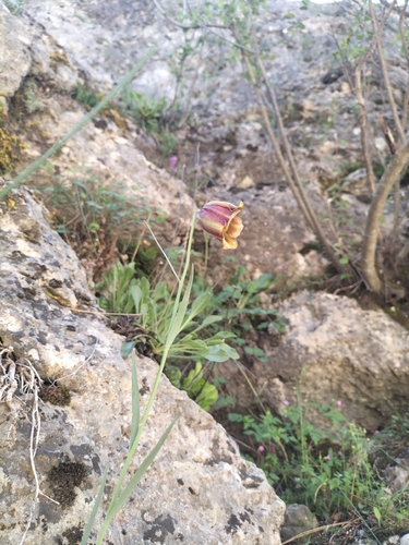 Iberian Fritillary