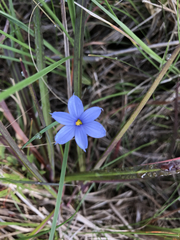 Sisyrinchium pruinosum