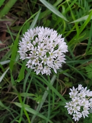 Allium fraseri