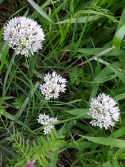 Allium fraseri