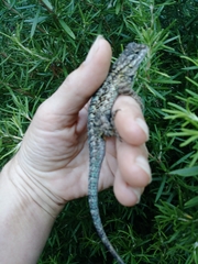 Sceloporus occidentalis
