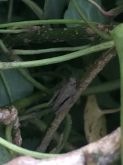 Formosatettix larvatus