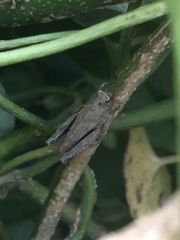 Formosatettix larvatus
