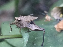 Formosatettix larvatus