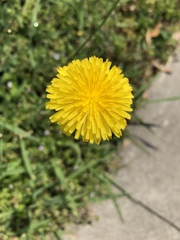 Taraxacum erythrospermum