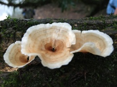 Podoscypha petalodes