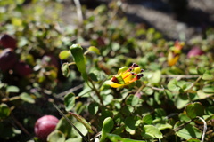 Fuchsia procumbens