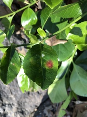 Cercospora