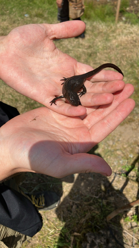Japanese Fire-bellied Newt