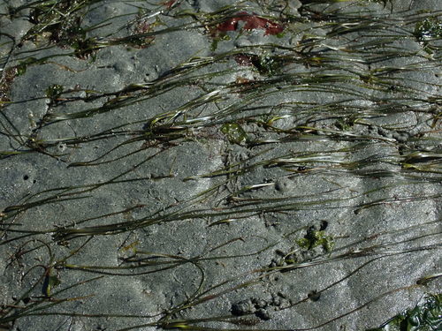 Image of Zostera japonica by no rights reserved