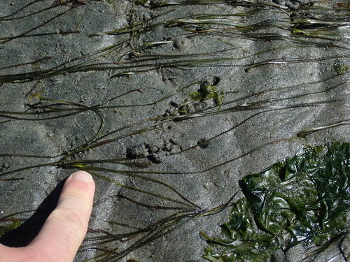 Image of Zostera japonica by no rights reserved