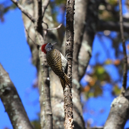 Cardinal Woodpecker