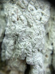 Phlyctis boliviensis