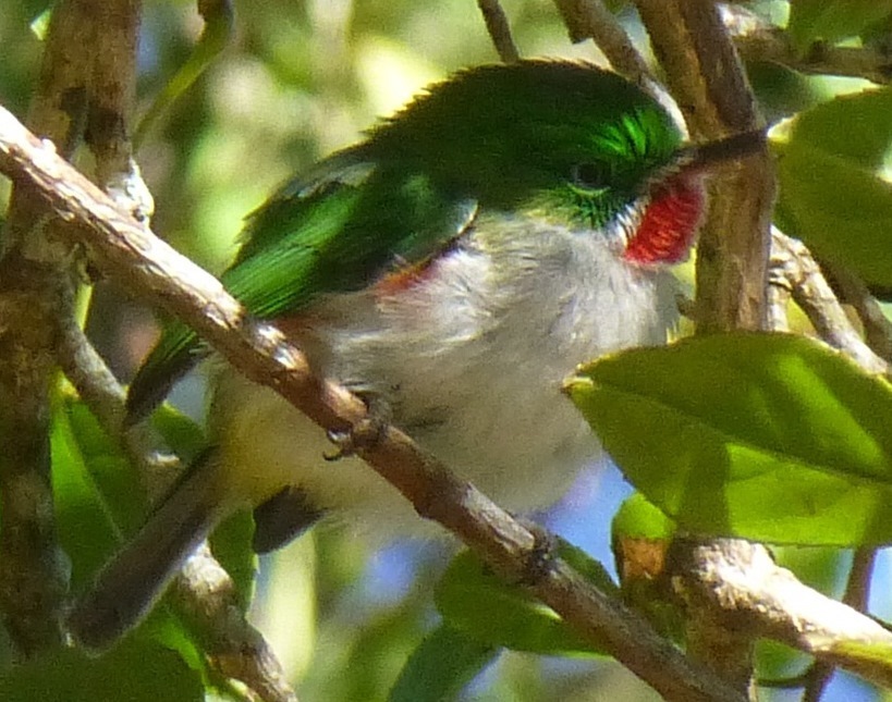 Narrow-Billed Tody