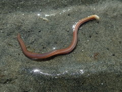 Phyllodocida
