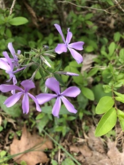 Phlox divaricata