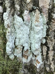 Phlyctis boliviensis