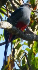 Priotelus roseigaster