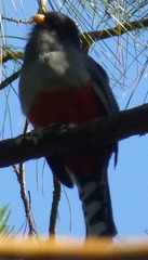 Priotelus roseigaster