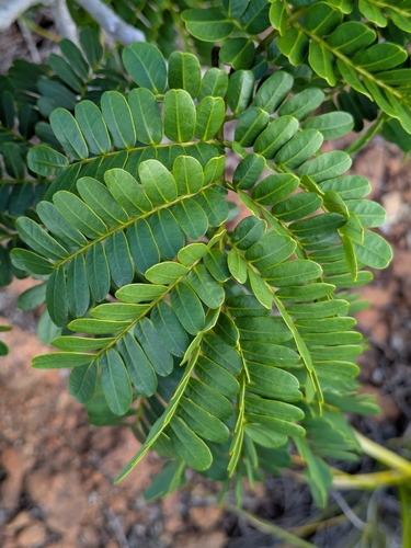 Serianthes observed 2026-05-08