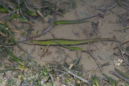 Syngnathoides biaculeatus observed 2026-05-20