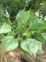 Populus nigra