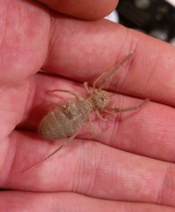 Ammotrechidae