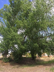 Populus nigra