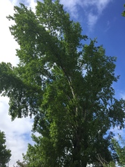 Populus nigra