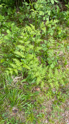 Pteridium pinetorum