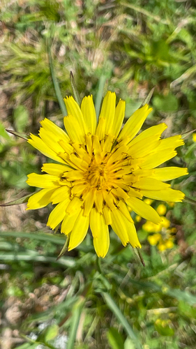 Tragopogon orientalis