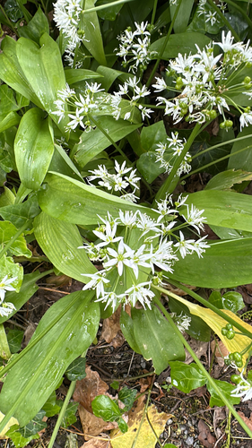 Ramsons