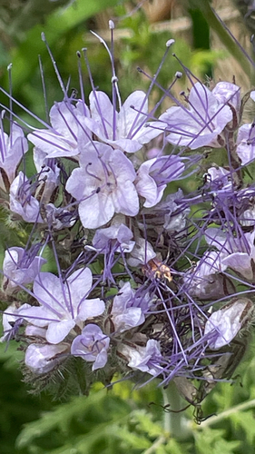 Phacelia tanacetifolia