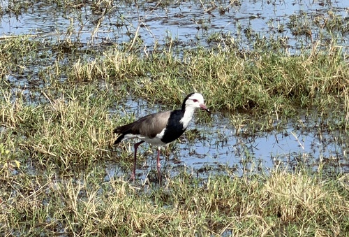 iNaturalist image