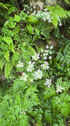 Cow Parsley
