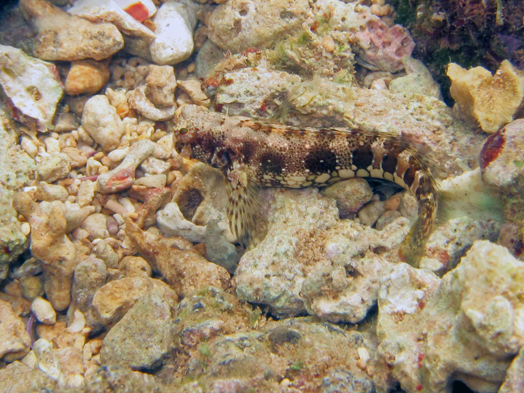 Fringelip Blenny