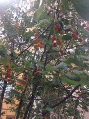 Prunus virginiana