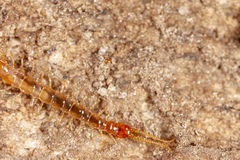 Lithobius microps