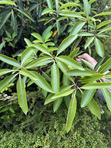 Pittosporum dallii observed 2026-01-25